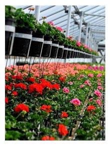 McClish's Greenhouse