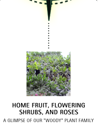 Home Fruit, Flowering Shrubs, and Roses