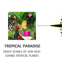 Tropical Paradise