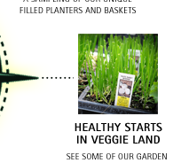 Veggie Land